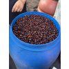 Cofitea Limitada vol.2 zrnková káva 225g  Pacamara anaerobico