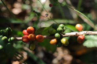Hacienda Dorada myslí na budoucnost☕️ Kávovníková školka je nejvíc 🔝Diky Victor Hernadez @beanoffire #specialitycoffee...