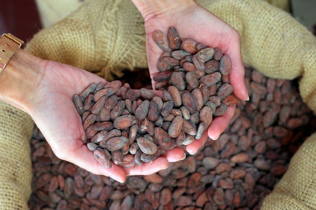 Pražení: klíčový moment, kdy se rodí aroma čokolády