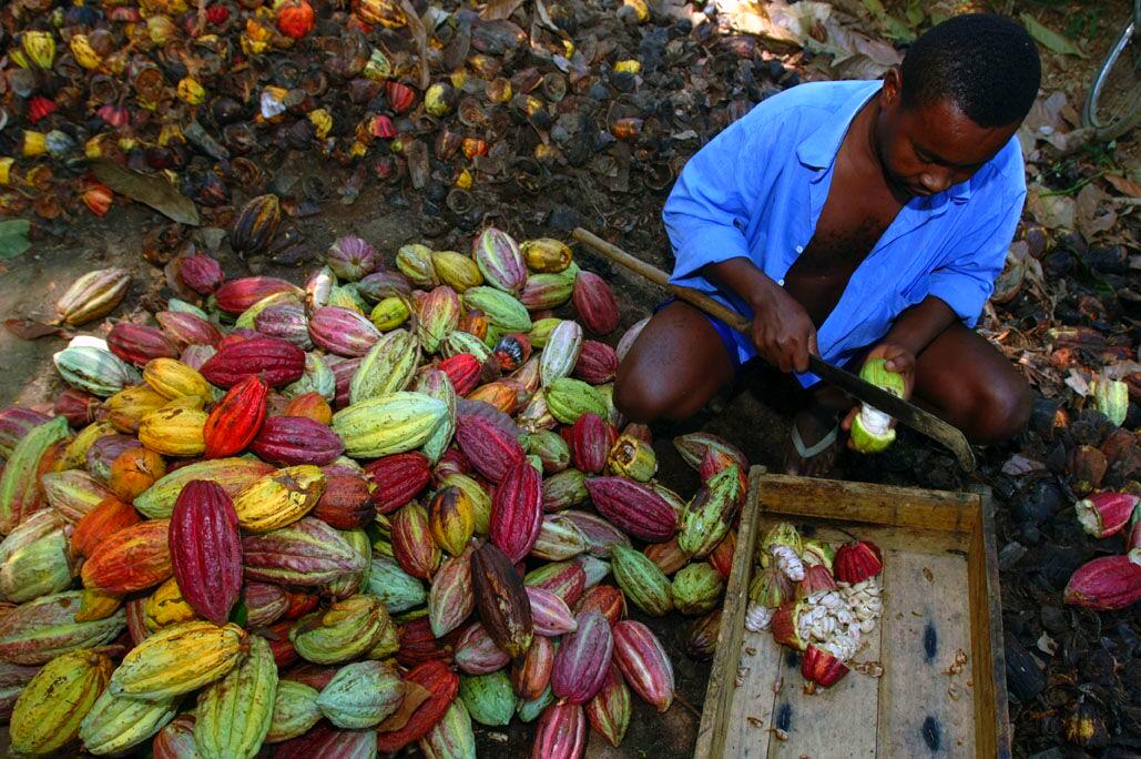 Pralus-Madagaskar.kakaove-boby-lusk-muz-cokobanka-cz