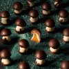 michel cluizel champignons 7 zatisi cokobanka cz 768