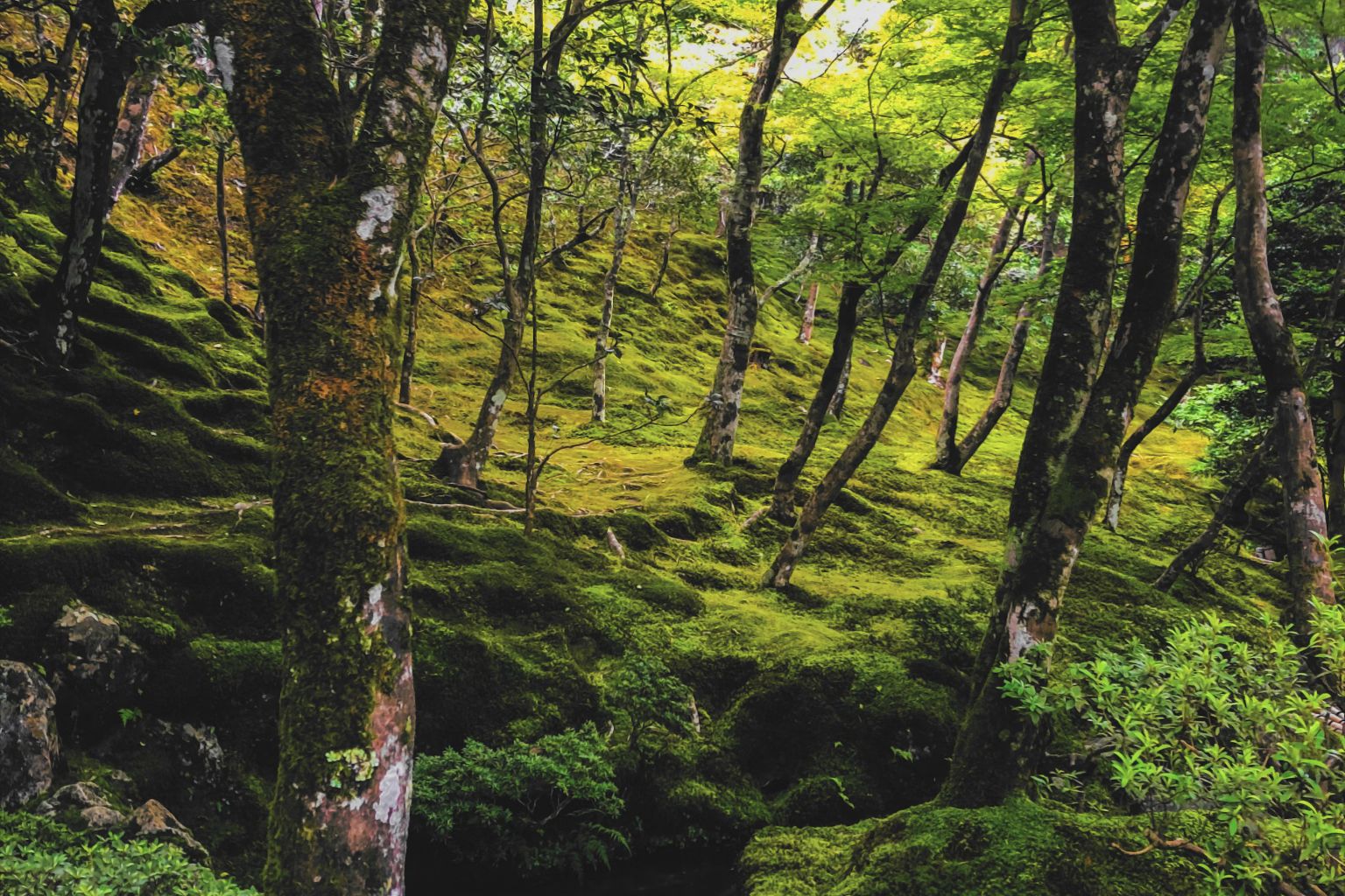 colibri-stredovy-banner-maly