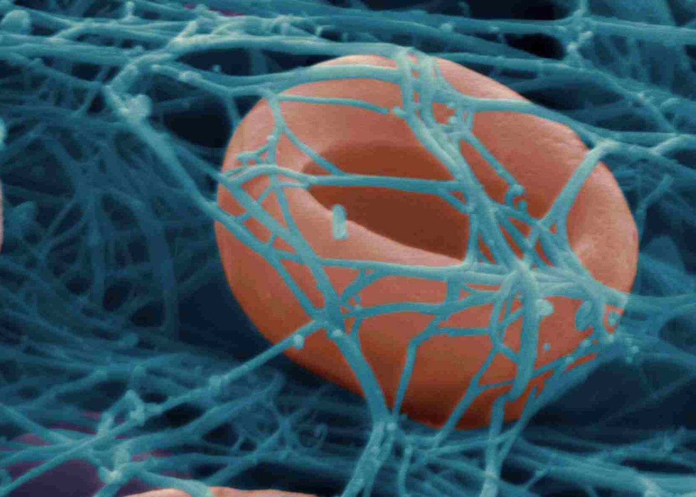Kolagen a Fibrin: Jak mohou tyto proteiny pomoci v boji proti vráskám?