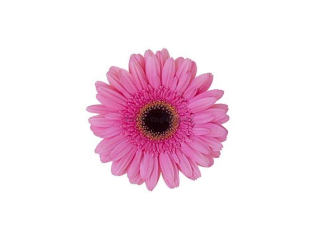 41205 samolepici dekorace na kachlicky gerbera ruzova 15 x 15 cm