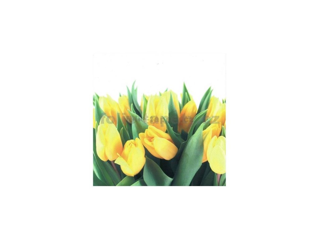 33729 samolepici dekorace na kachlicky tulipany 15 x 15 cm
