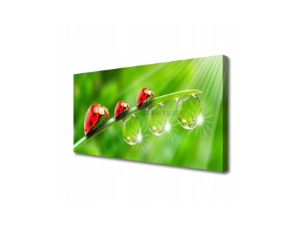 46845 obraz na platne berusky 100 x 50 cm