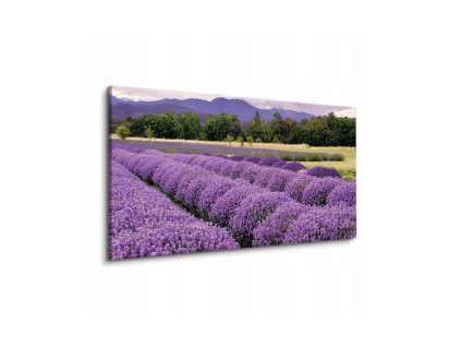 46629 obraz na platne levandulove pole 120 x 80 cm