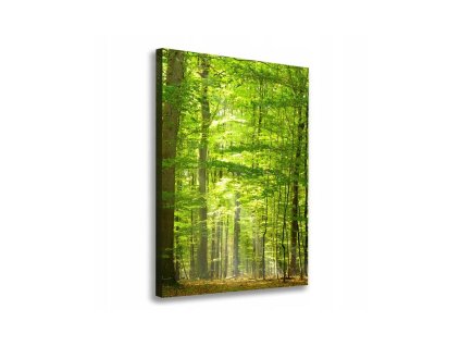 46806 obraz na platne zeleny les 70 x 100 cm