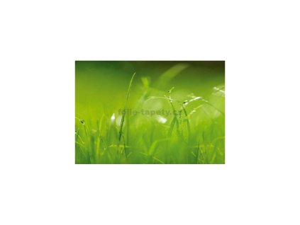 40182 fototapeta osmidilna trava 368 x 254 cm