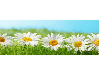 37818 fototapeta samolepici do kuchyne kopretiny