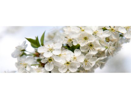 37857 fototapeta samolepici do kuchyne kvety jablone