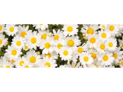 37854 fototapeta samolepici do kuchyne louka kopretin