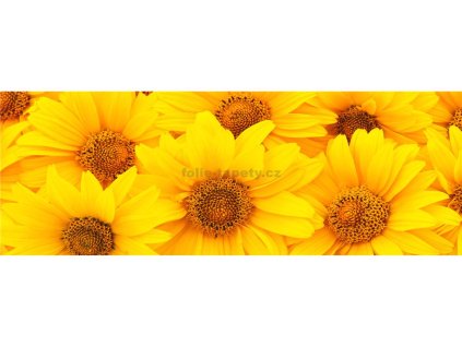 37851 fototapeta samolepici do kuchyne slunecnice