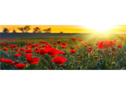 38082 fototapeta samolepici do kuchyne vlci maky