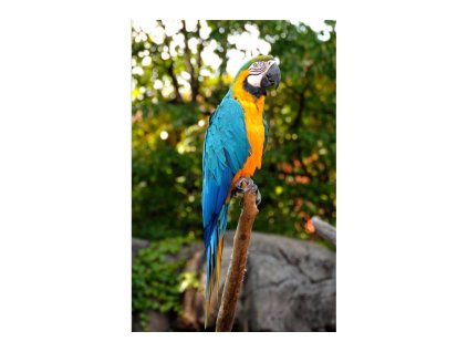 35955 fototapeta samolepici na lednice ara