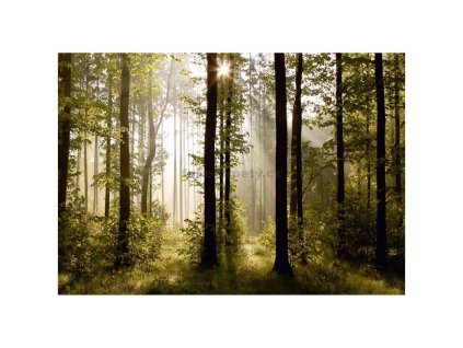 33771 fototapeta vliesova ctyrdilna les ii