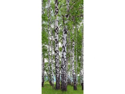 Fototapeta vliesová Břízy
