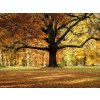 Fototapeta vliesová Podzim v parku