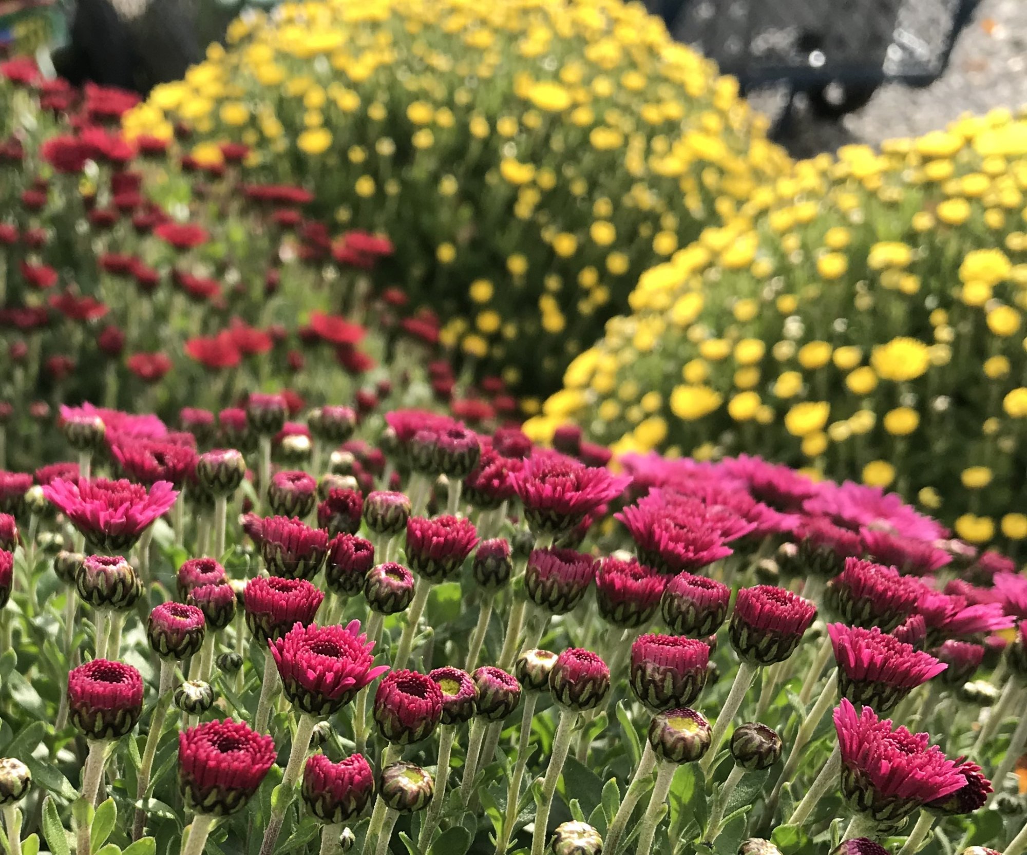 Chryzantéma multiflora