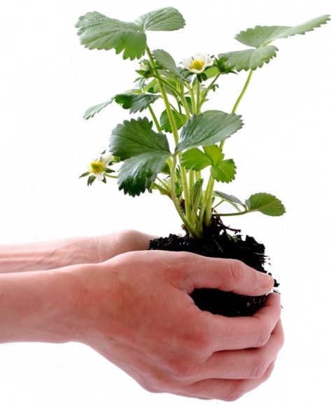 Na podzim je nejlepší čas pro výsadbu jahod