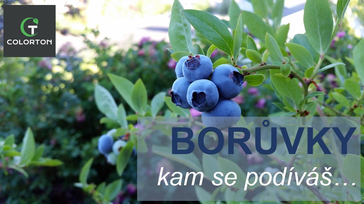 BORŮVKY, z vlastní zahrady
