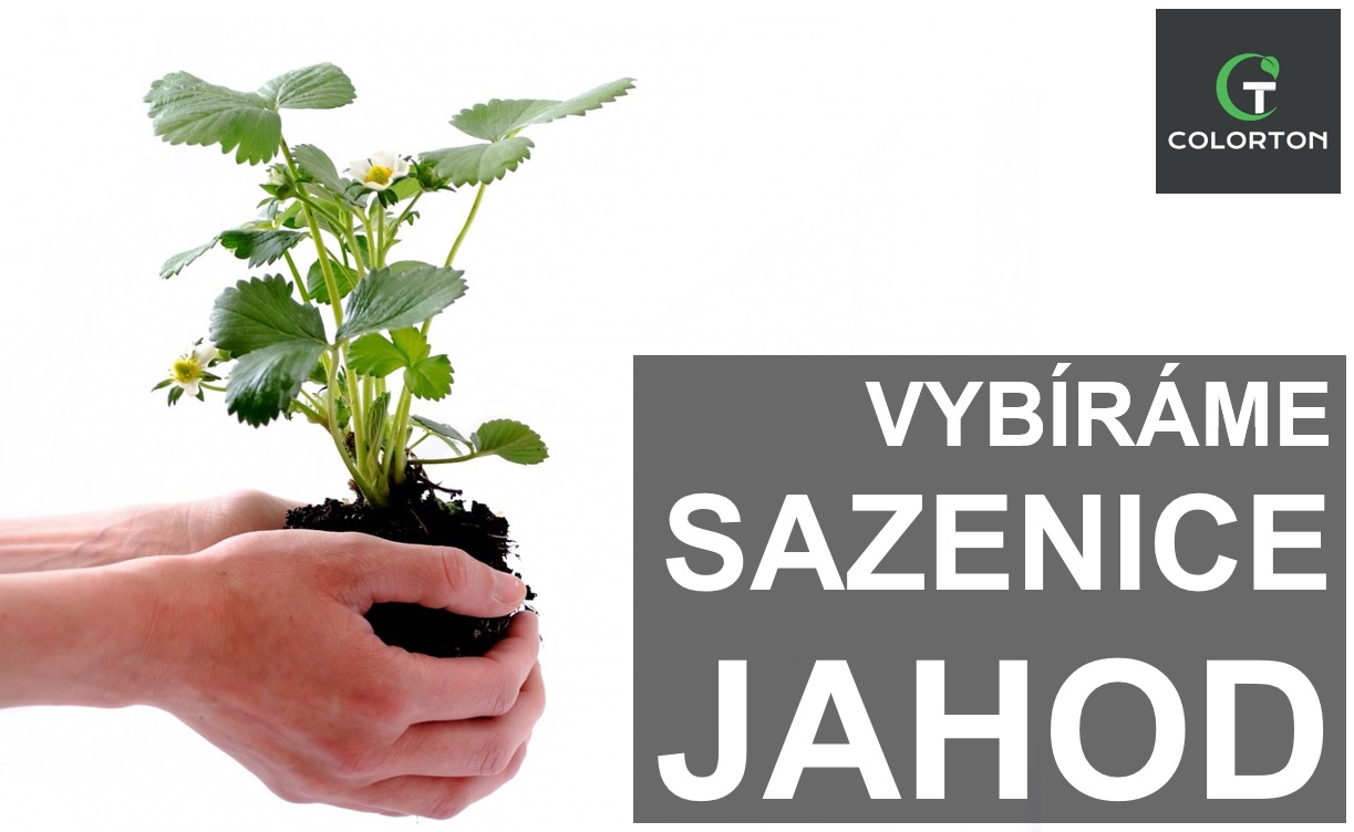 NEJLEPŠÍ JAHODY JSOU Z VLASTNÍ ZAHRADY