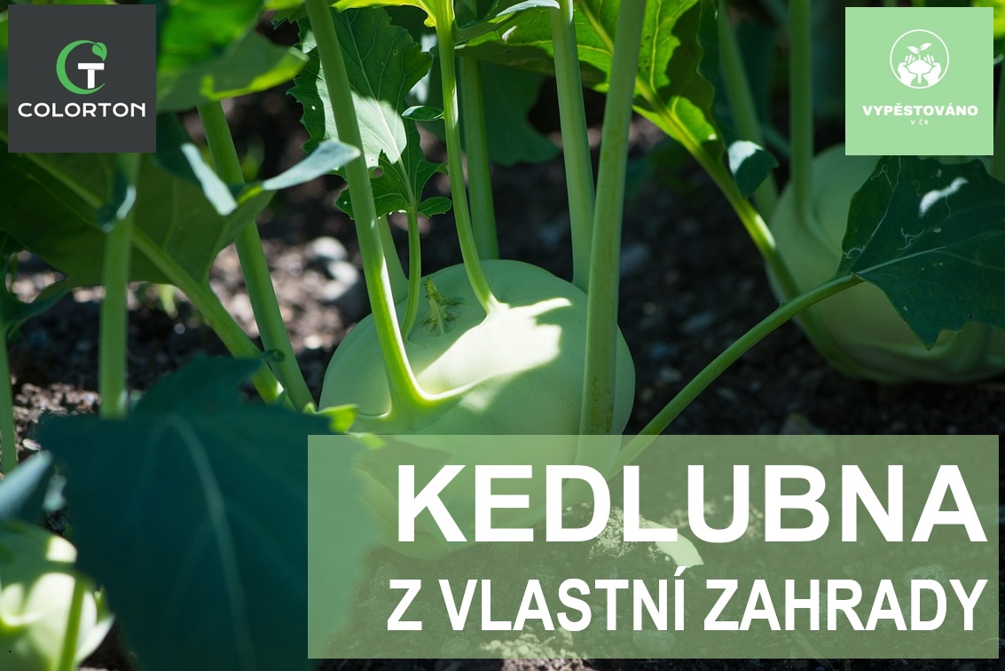 KEDLUBNA Z VLASTNÍ ZAHRADY