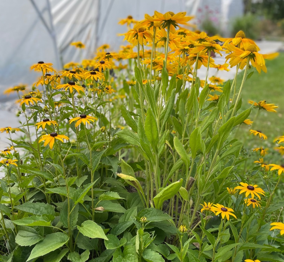 TRVALKY DO KAŽDÉ ZAHRÁDKY ...