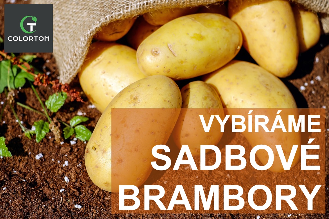 VYBÍRÁME SADBOVÉ BRAMBORY