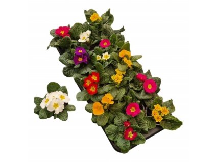 3WM8383D6PWYPK63JSYC05MRO