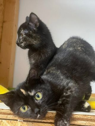 Seznamte se 🥰. Máme doma s Erí dvě lásky, které zaplnily místo po naší Bibunce 🤍. Bolelo to čím dál víc, prázdno se...