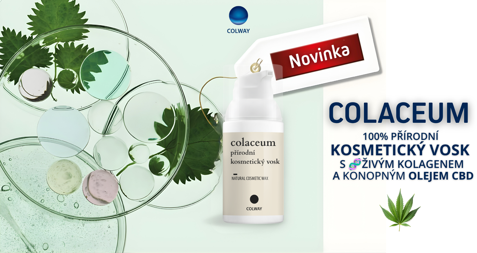 colaceum1
