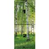 Dveřní fototapeta s přírodním motivem bříz – 86 x 200 cm