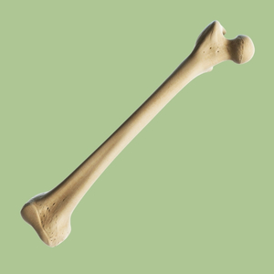 Bone & Joint Support