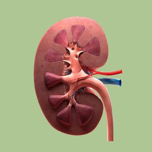 Kidney Support