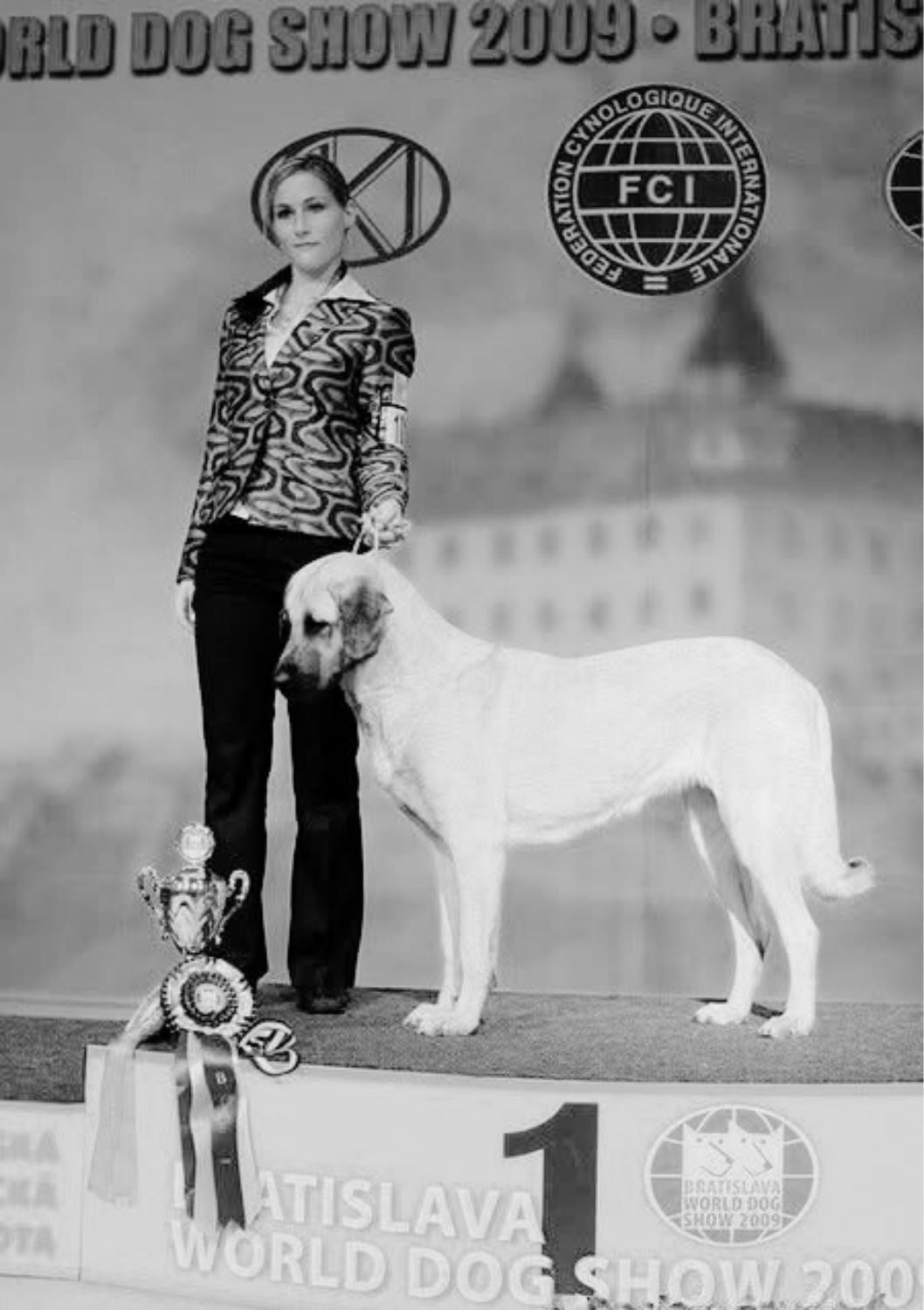historie-duzen-luna-kangal-du-bonnie-blue-flag