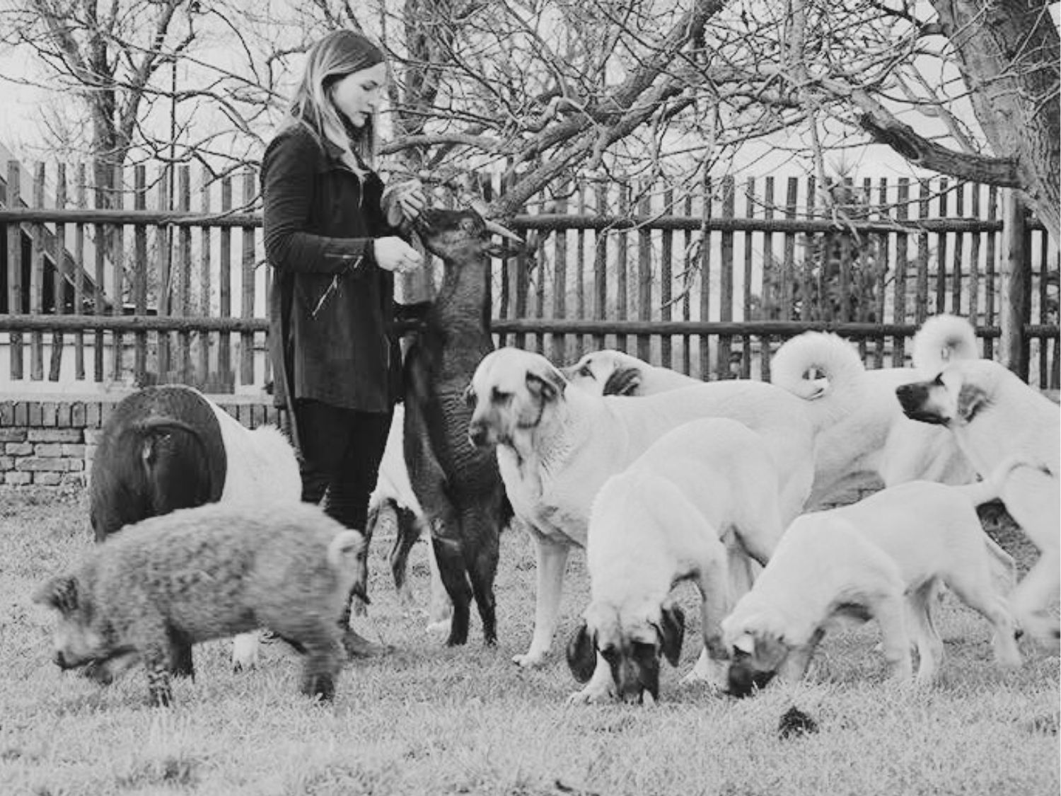 historie-kangal-kennel-kazana