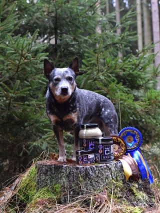 🏆 OBROVSKÁ GRATULACE ŠAMPIONCE SUŠENCE! 🏆 Jsme neuvěřitelně pyšní, že můžeme být součástí úspěchů této nádherné feny...