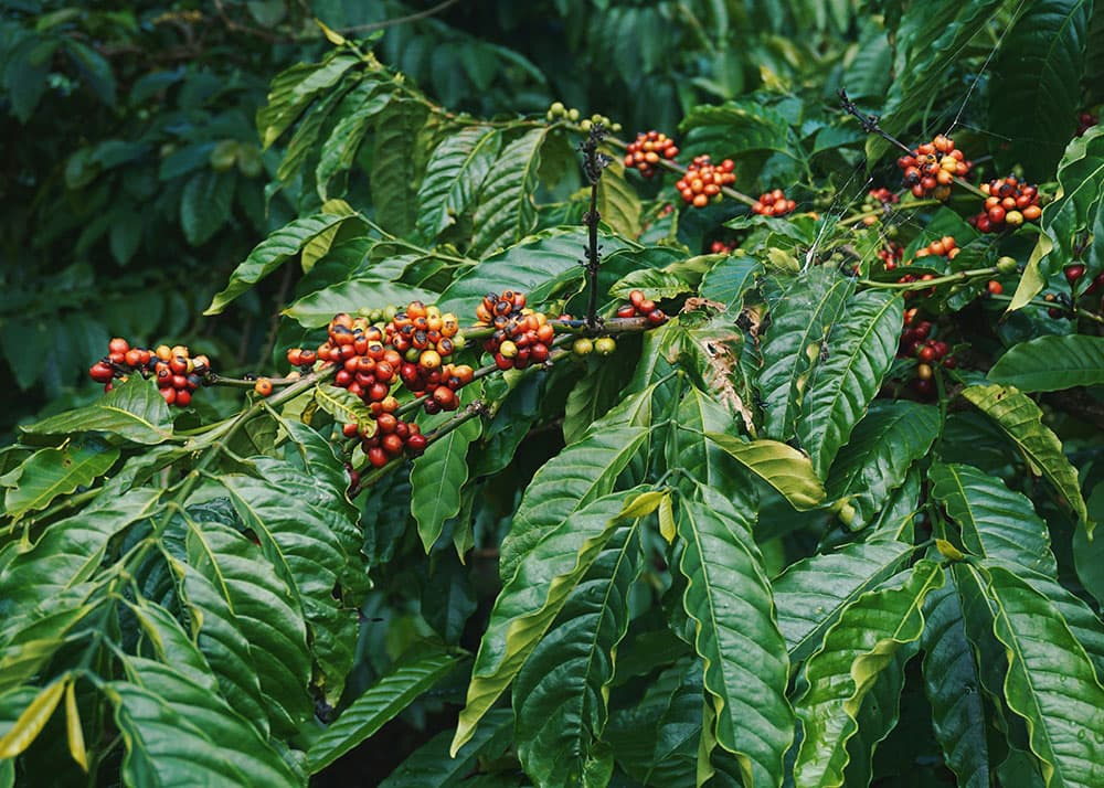 brazil coffee tree