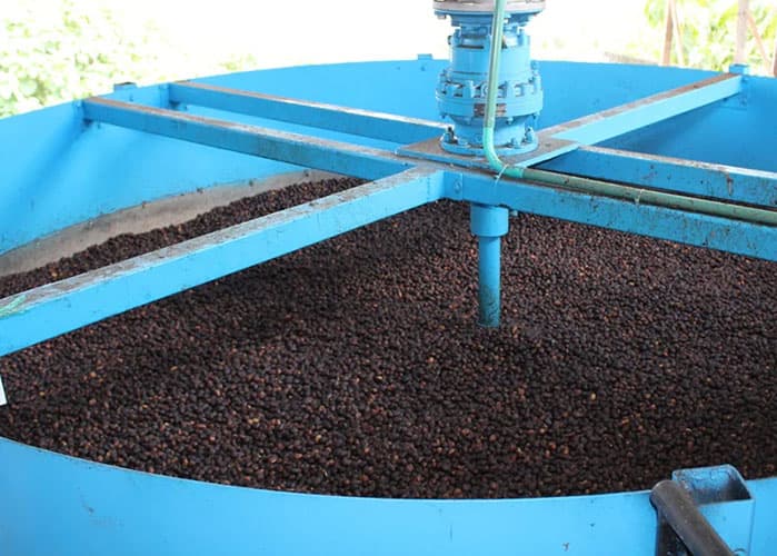 brazil coffee tree