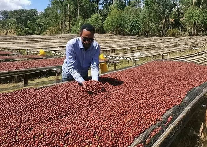 ethiopia coffee