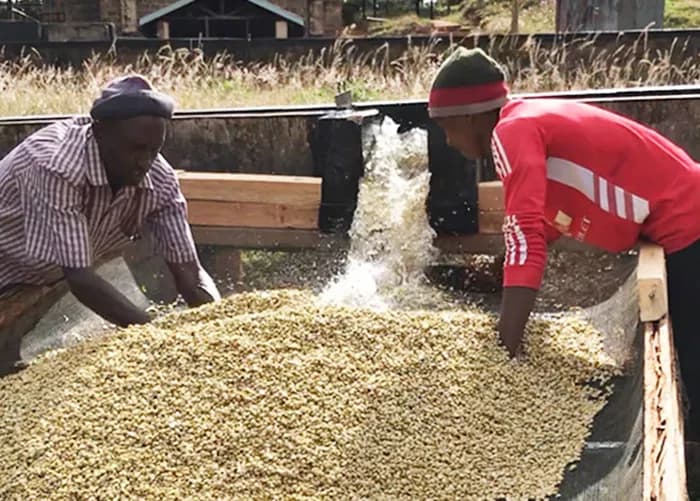 washed coffee processing