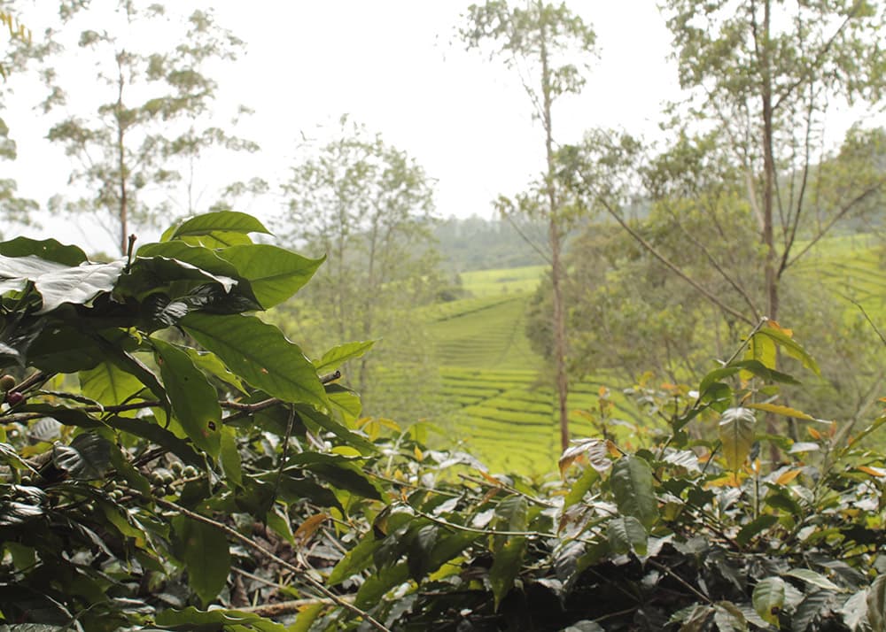 indonesia coffee