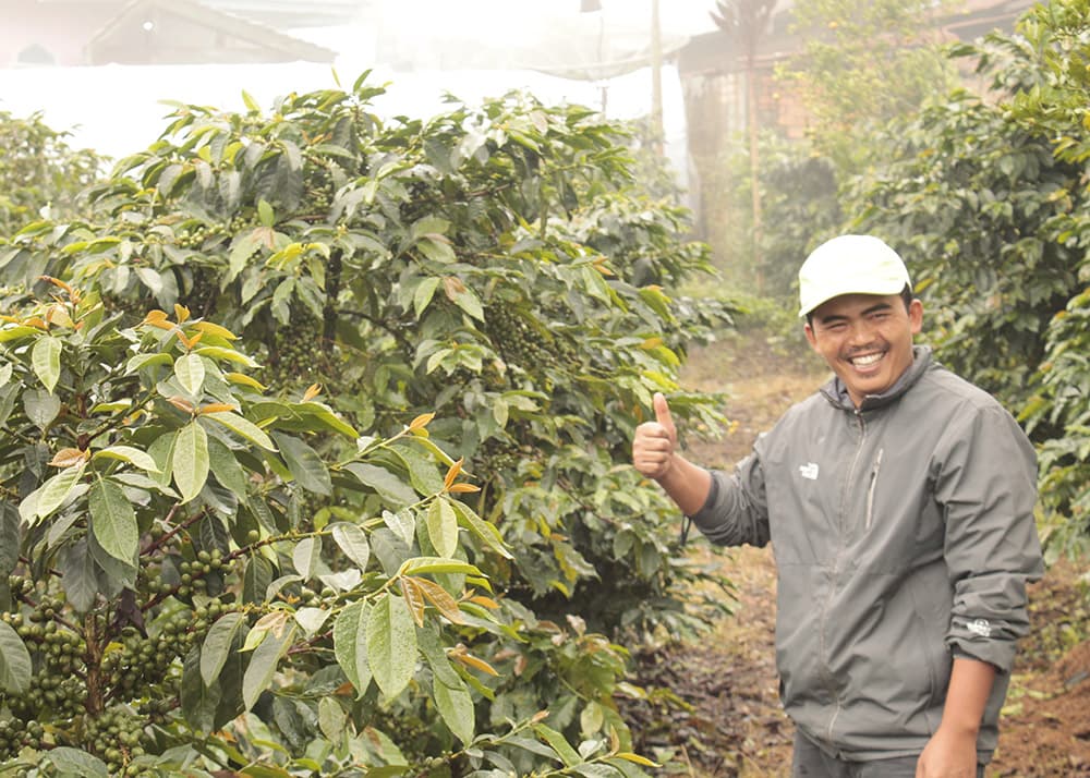 indonesia coffee