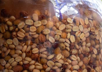 anaerobic coffee processing