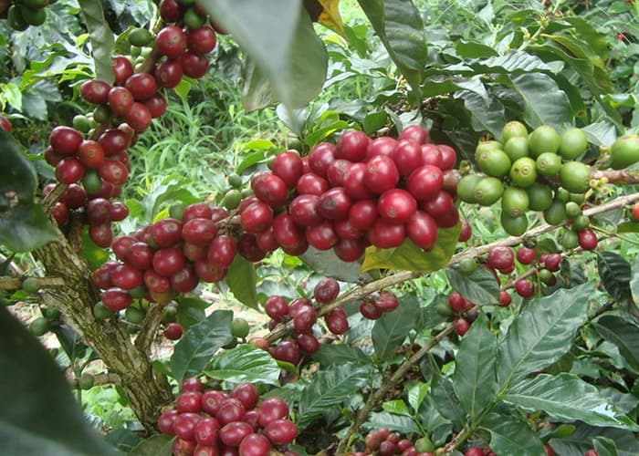 ethiopia coffee