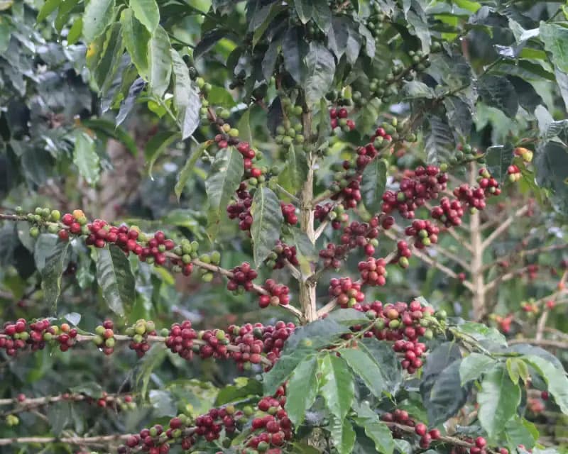 colombia coffee