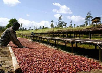 natural coffee processing