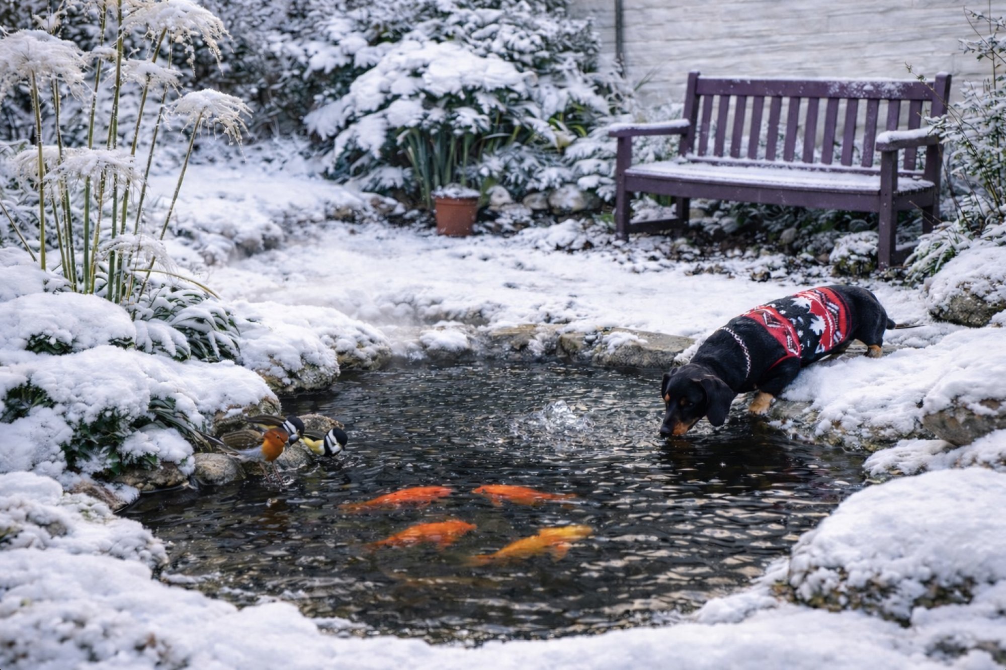 Jazierko v záhrade: zdroj života po celý rok, ktorý ochladzuje v lete a pomáha aj v zime