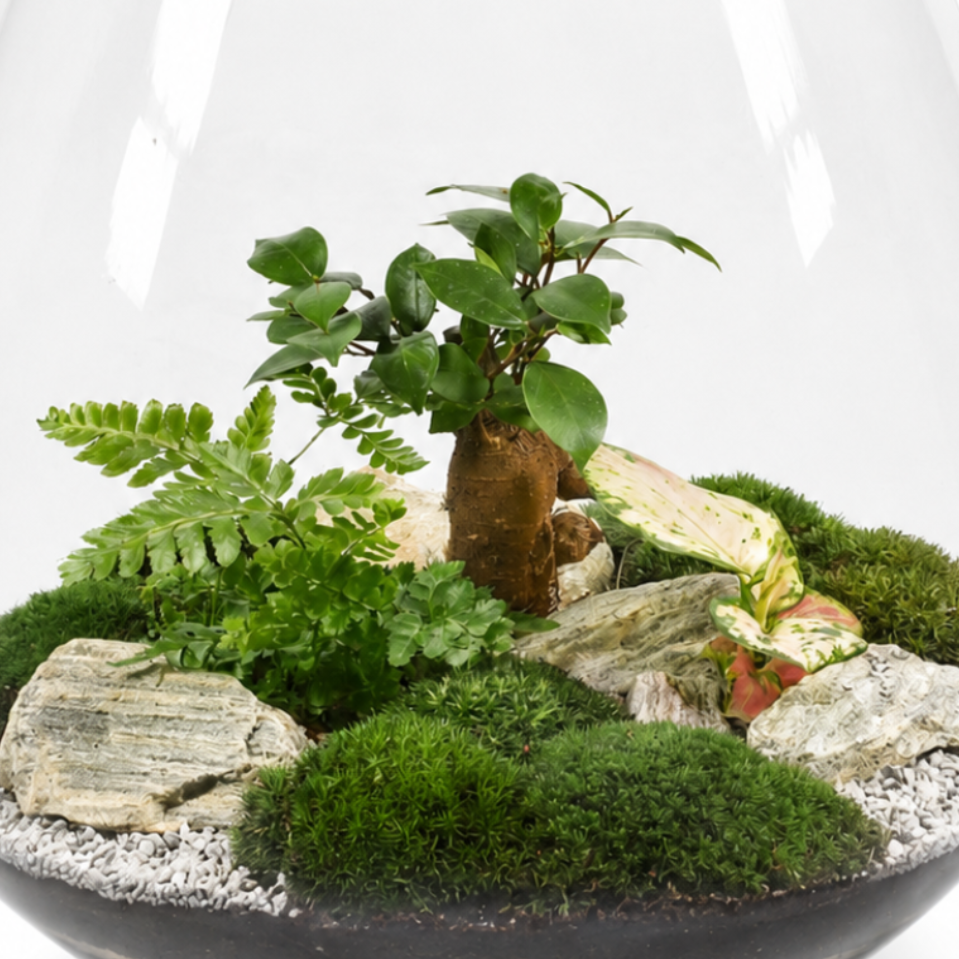 Detail biosféry s bonsajem Ficus Ginseng, kapradinou, Aglaonemou Red Zirkon, živým mechem a přírodními kameny